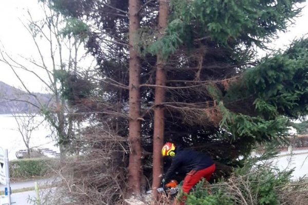 baumfaellung-001C74E743D-EEF1-46EE-6FA1-83A3C4230346.jpg