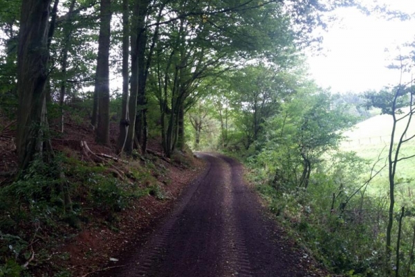 waldweg-00166408A1C-2166-8EE8-6C37-E3E2E10A346C.jpg