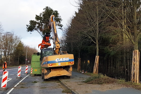 Fällung mit Baumschere und Bagger in Korbach